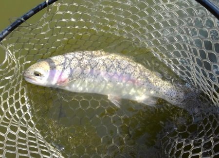 大安トラウトレイク 釣果